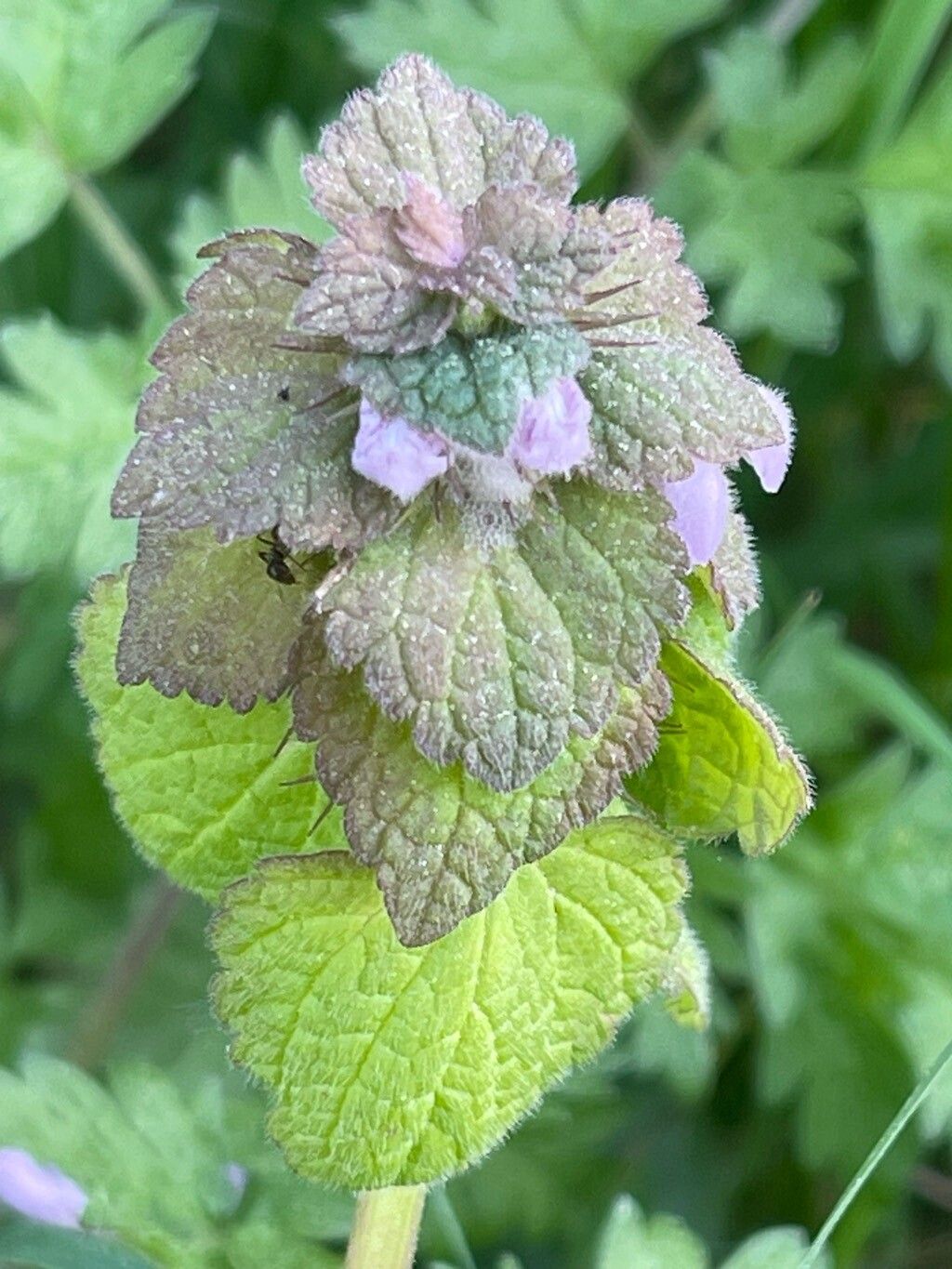 Lamium purpureum