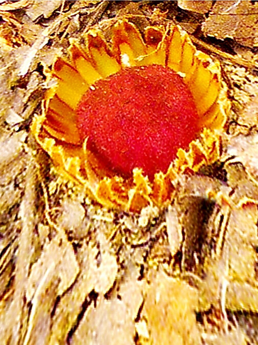 Langsdorffia hypogaea