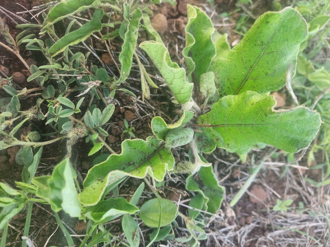 Lannea rivae