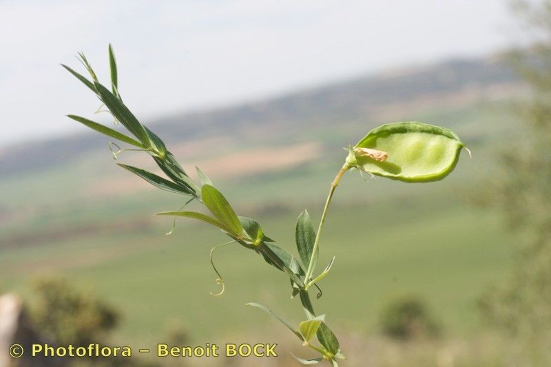 Lathyrus amphicarpos