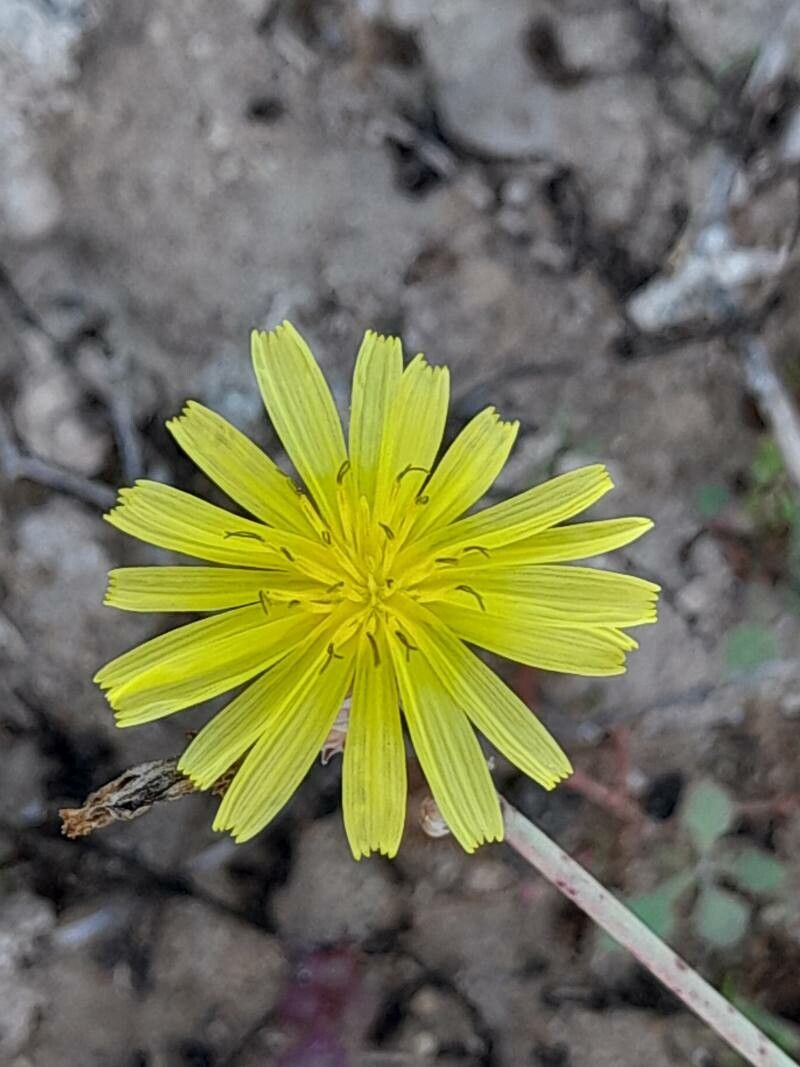 Launaea procumbens
