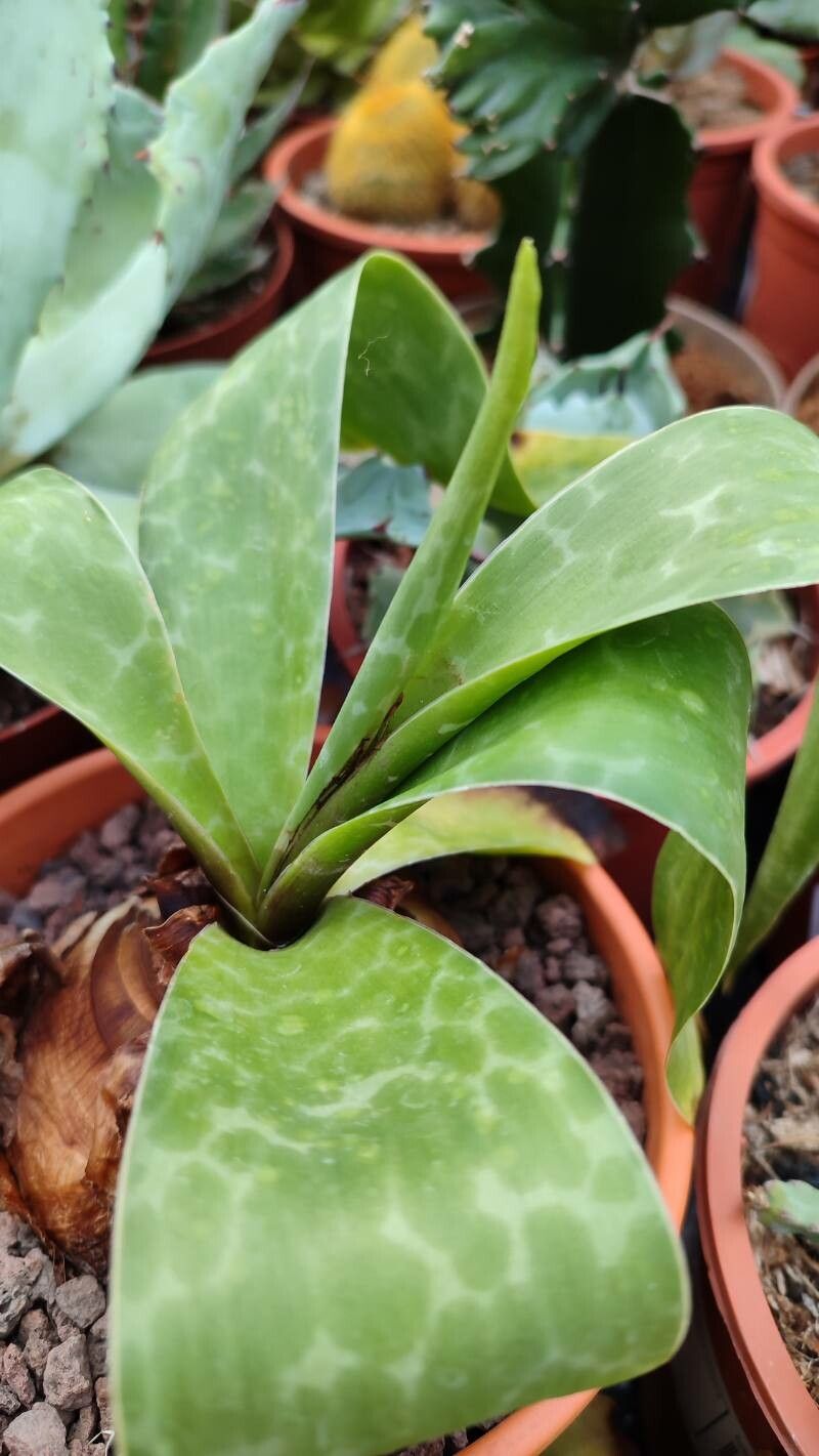 Ledebouria cooperi