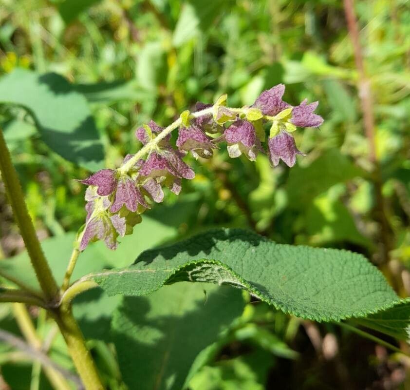 Lepechinia vesiculosa