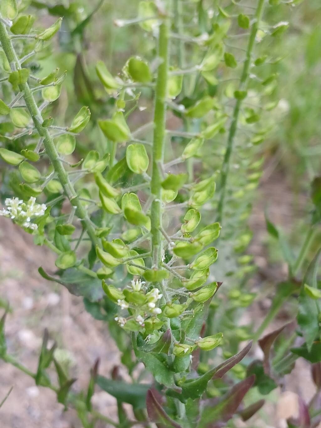 Lepidium campestre