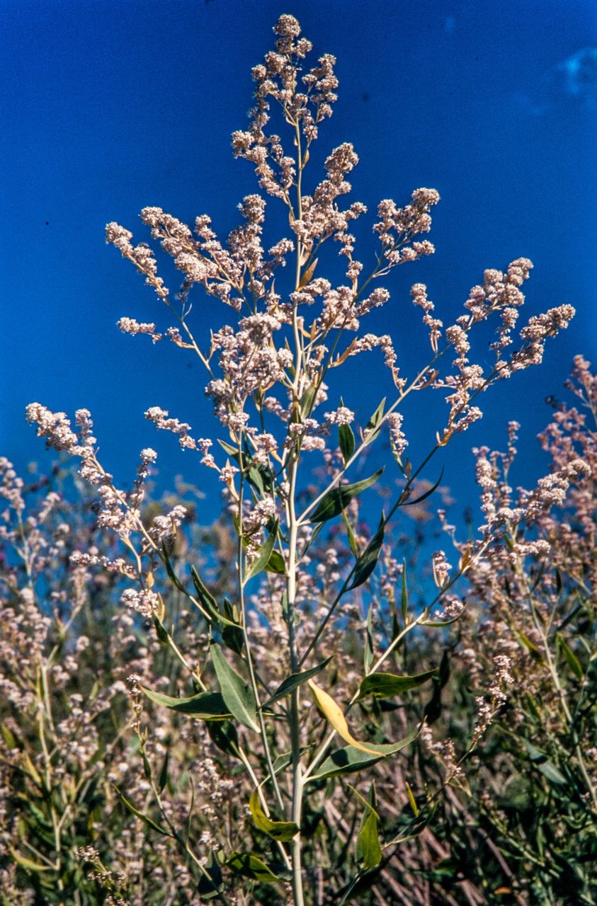 Lepidium latifolium