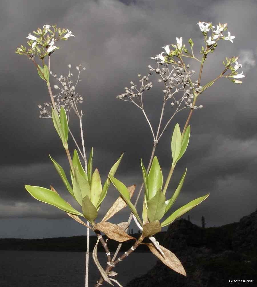 Leptopetalum foetidum