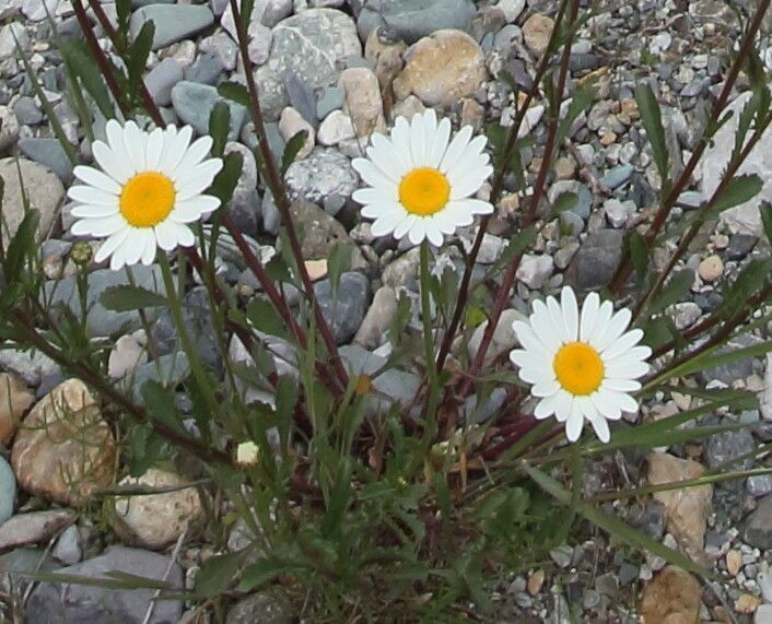 Leucanthemum delarbrei