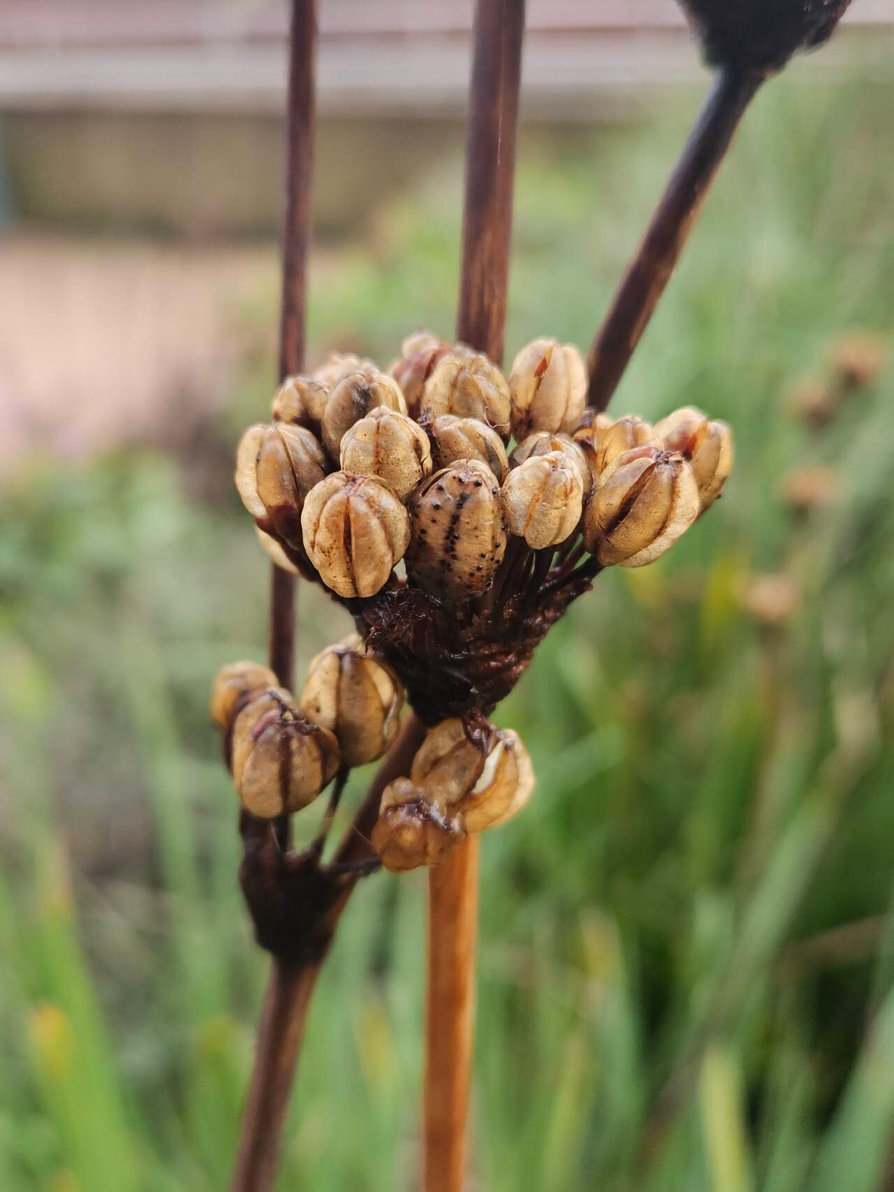 Libertia chilensis