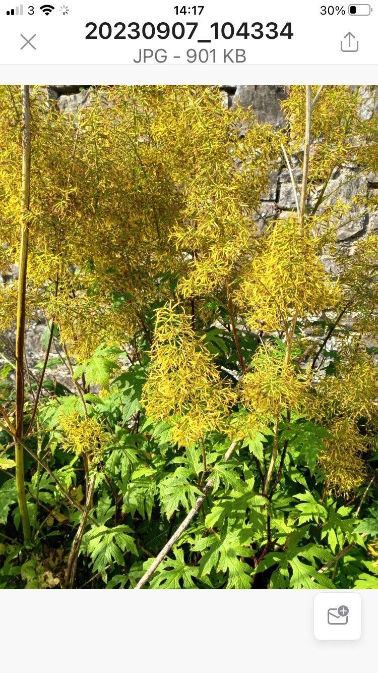 Ligularia przewalskii