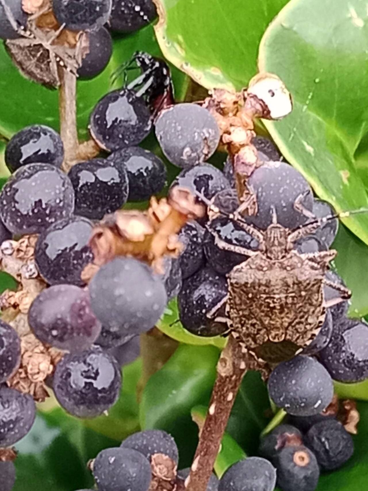 Ligustrum japonicum