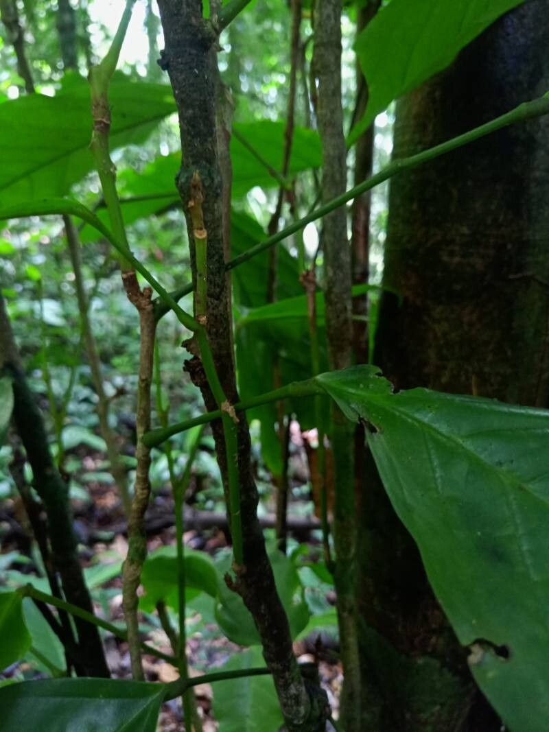 Limadendron hostmannii