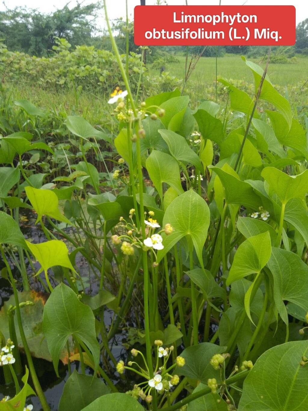 Limnophyton obtusifolium