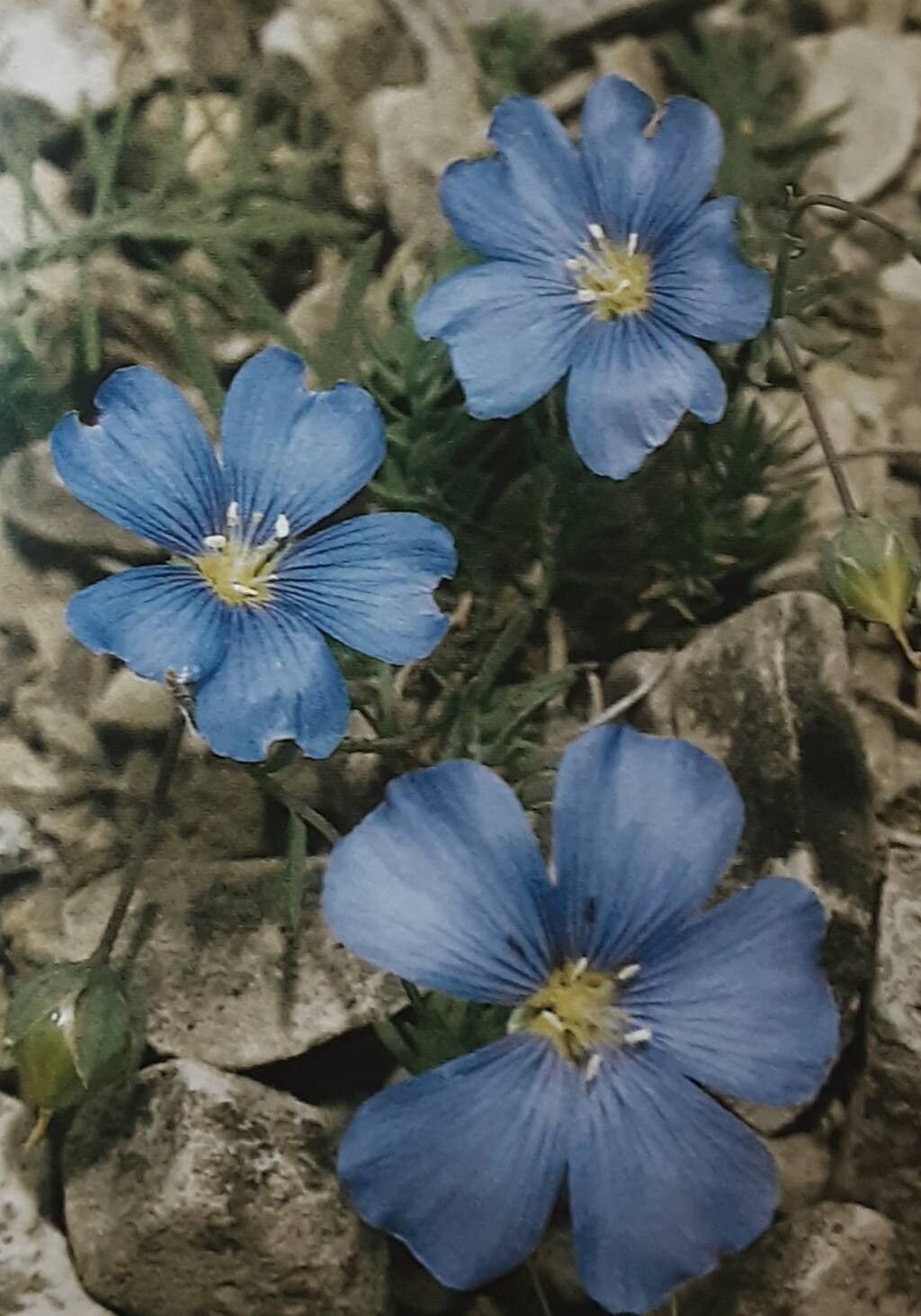 Linum leonii