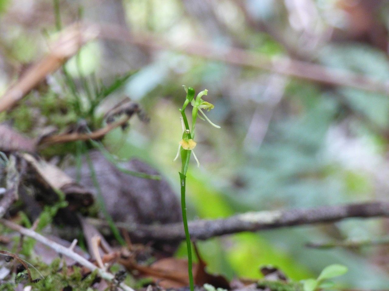 Liparis ambohimangana