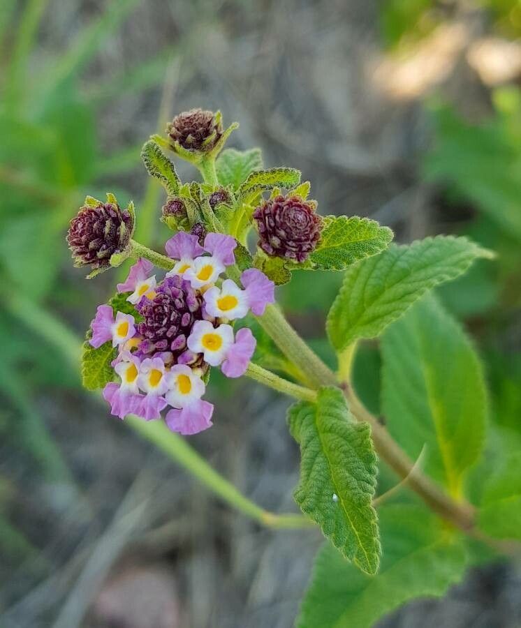 Lippia brachypoda