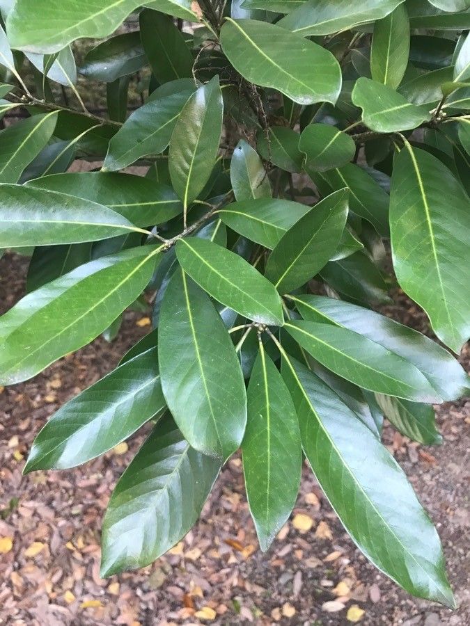 Lithocarpus henryi