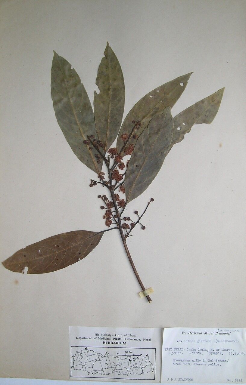 Litsea panamanja