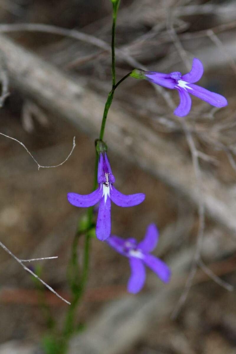 Lobelia dentata