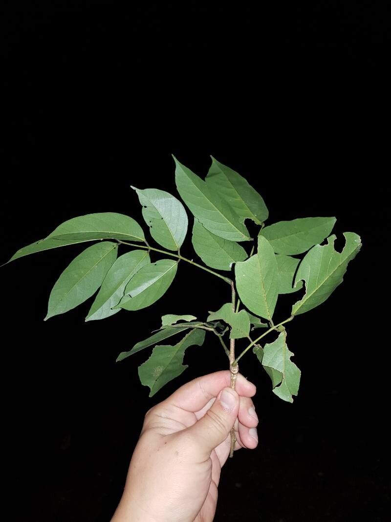 Lonchocarpus guatemalensis
