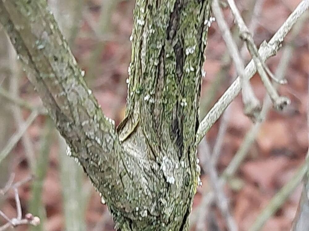 Lonicera korolkowii