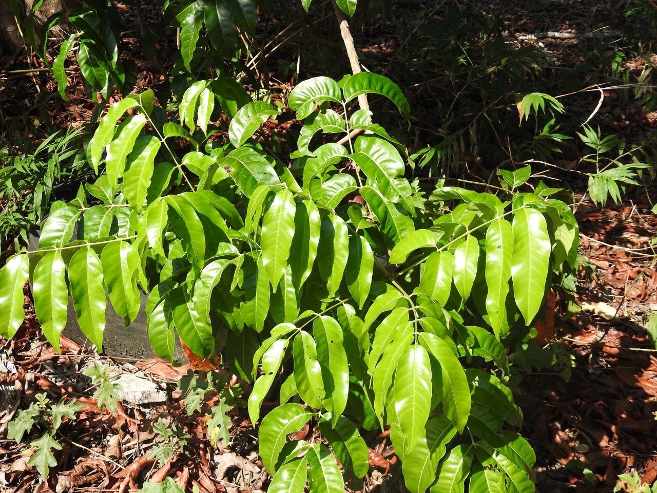 Loxopterygium sagotii