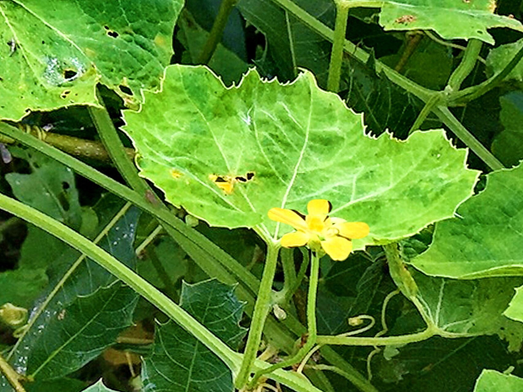 Luffa operculata
