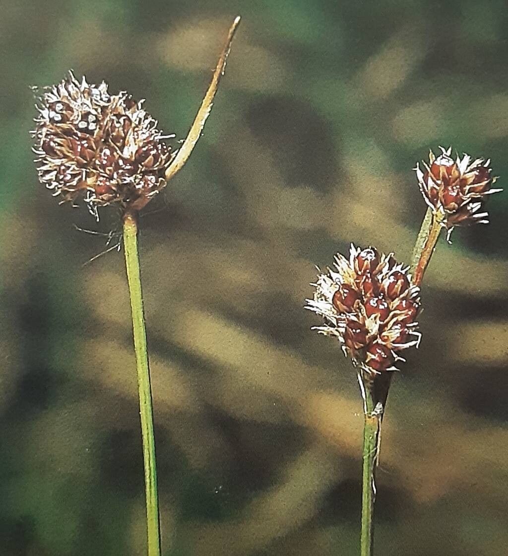 Luzula congesta