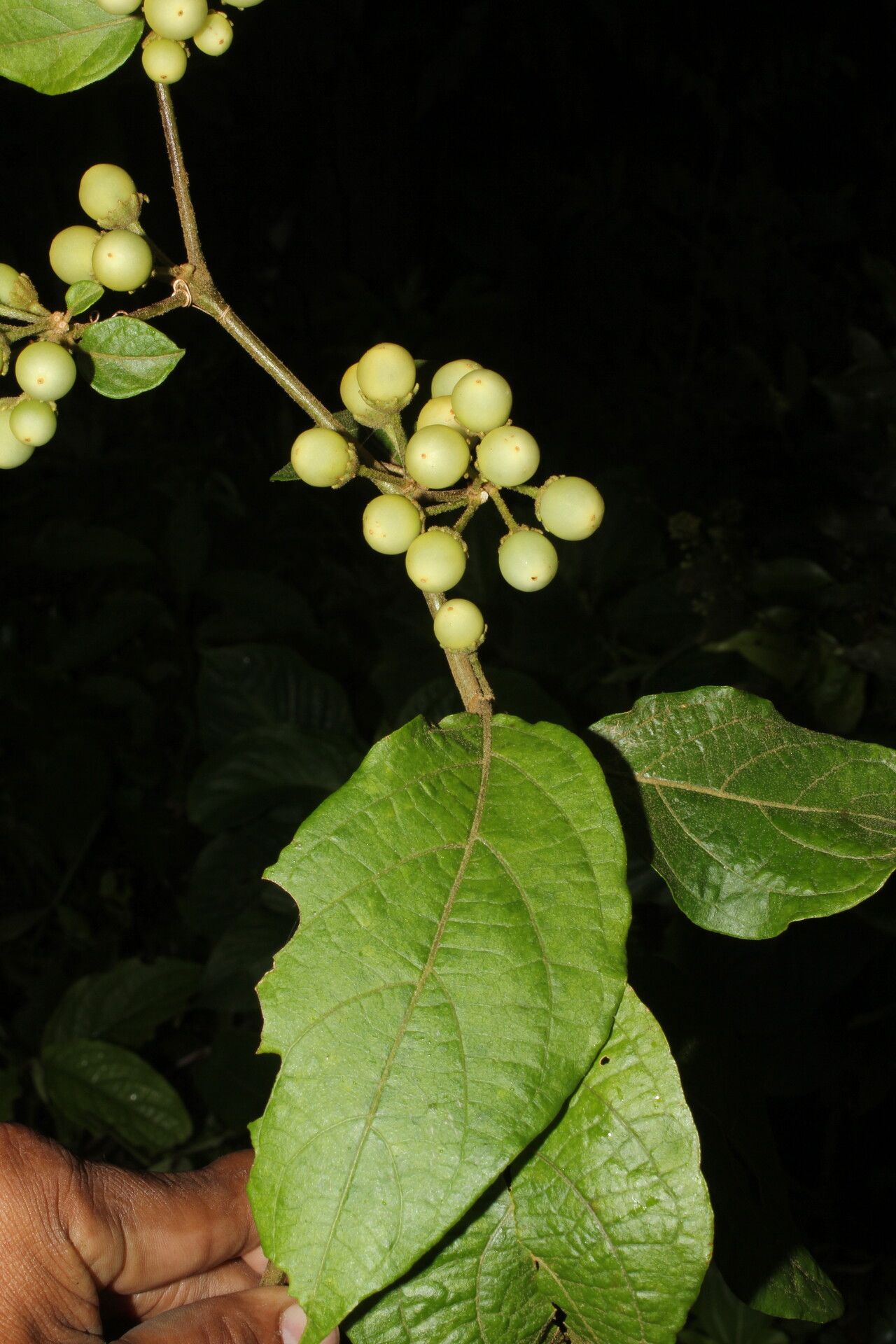 Lycianthes multiflora
