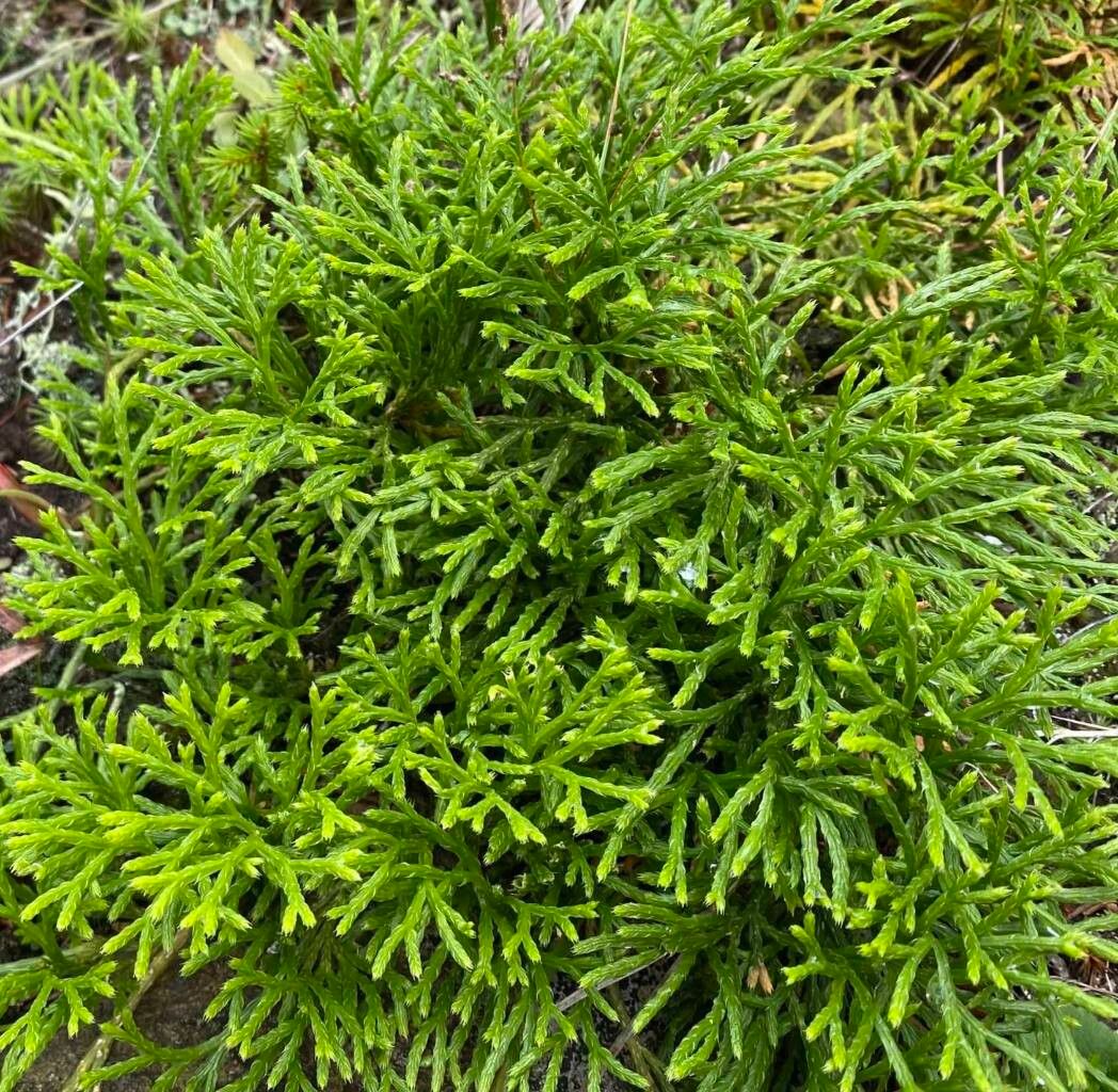Lycopodium complanatum
