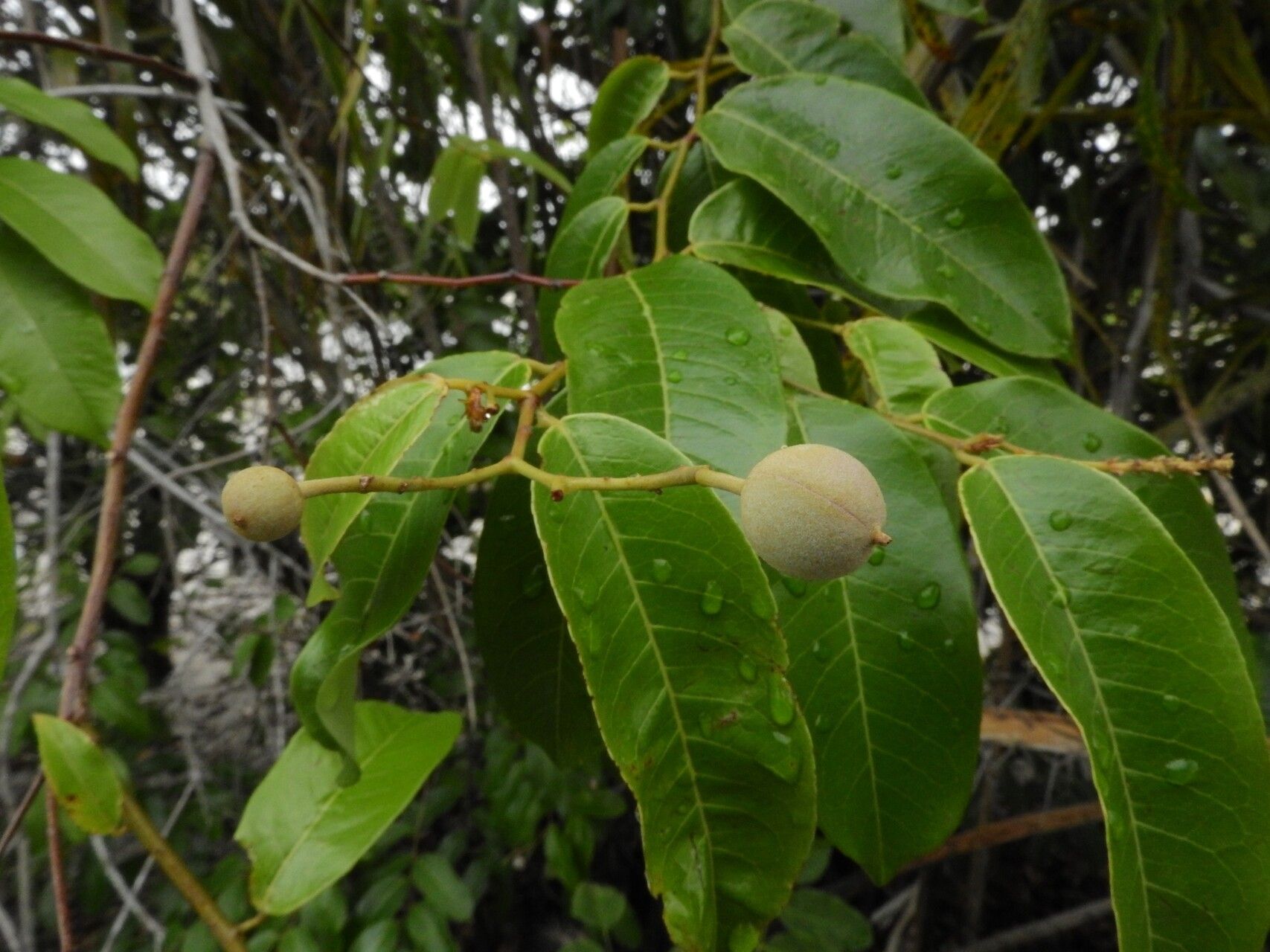 Mabea paniculata