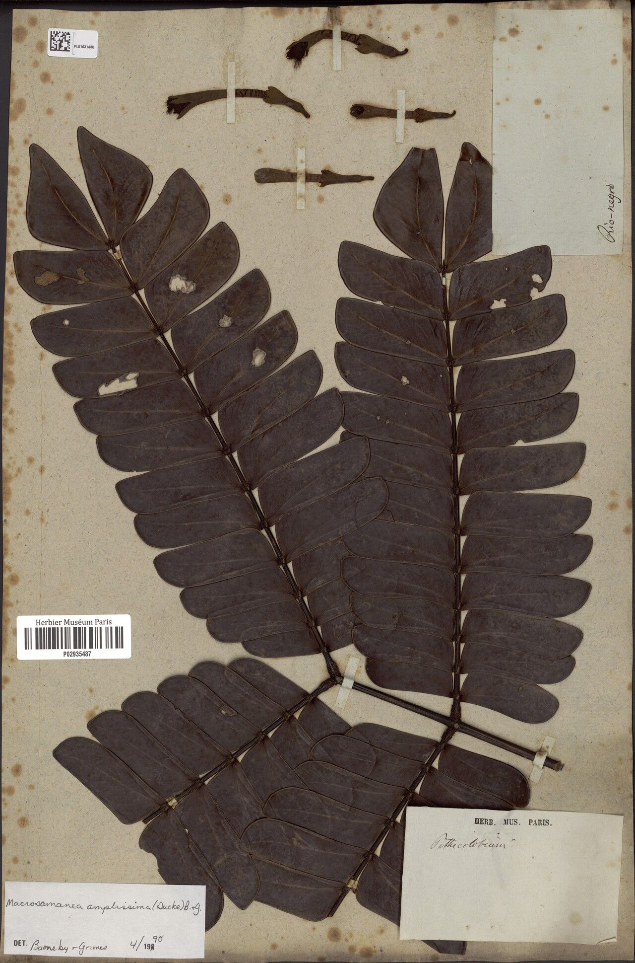 Macrosamanea amplissima