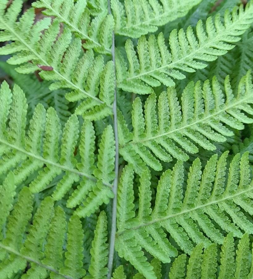 Macrothelypteris torresiana