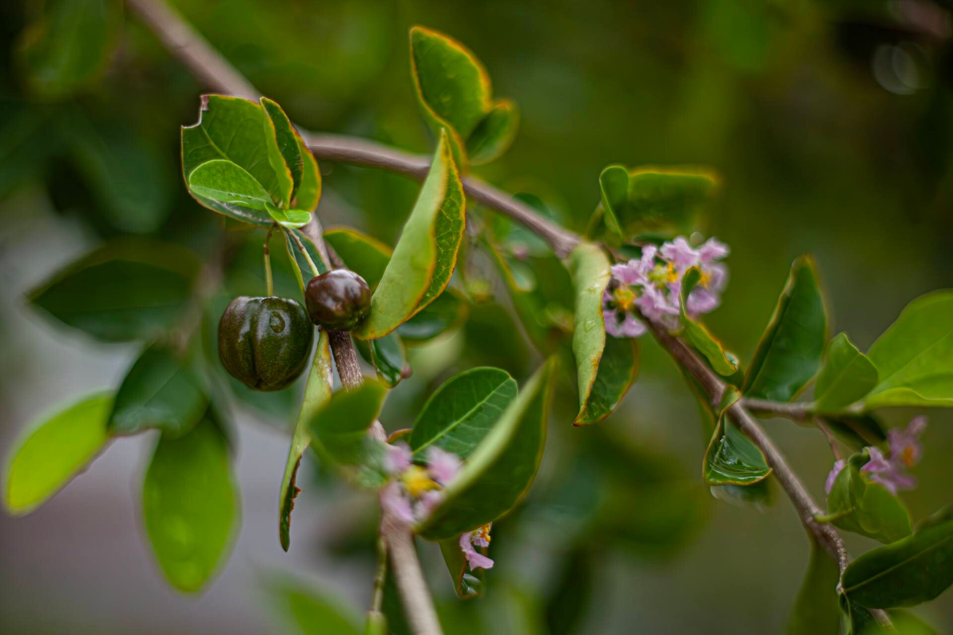 Malpighia emarginata