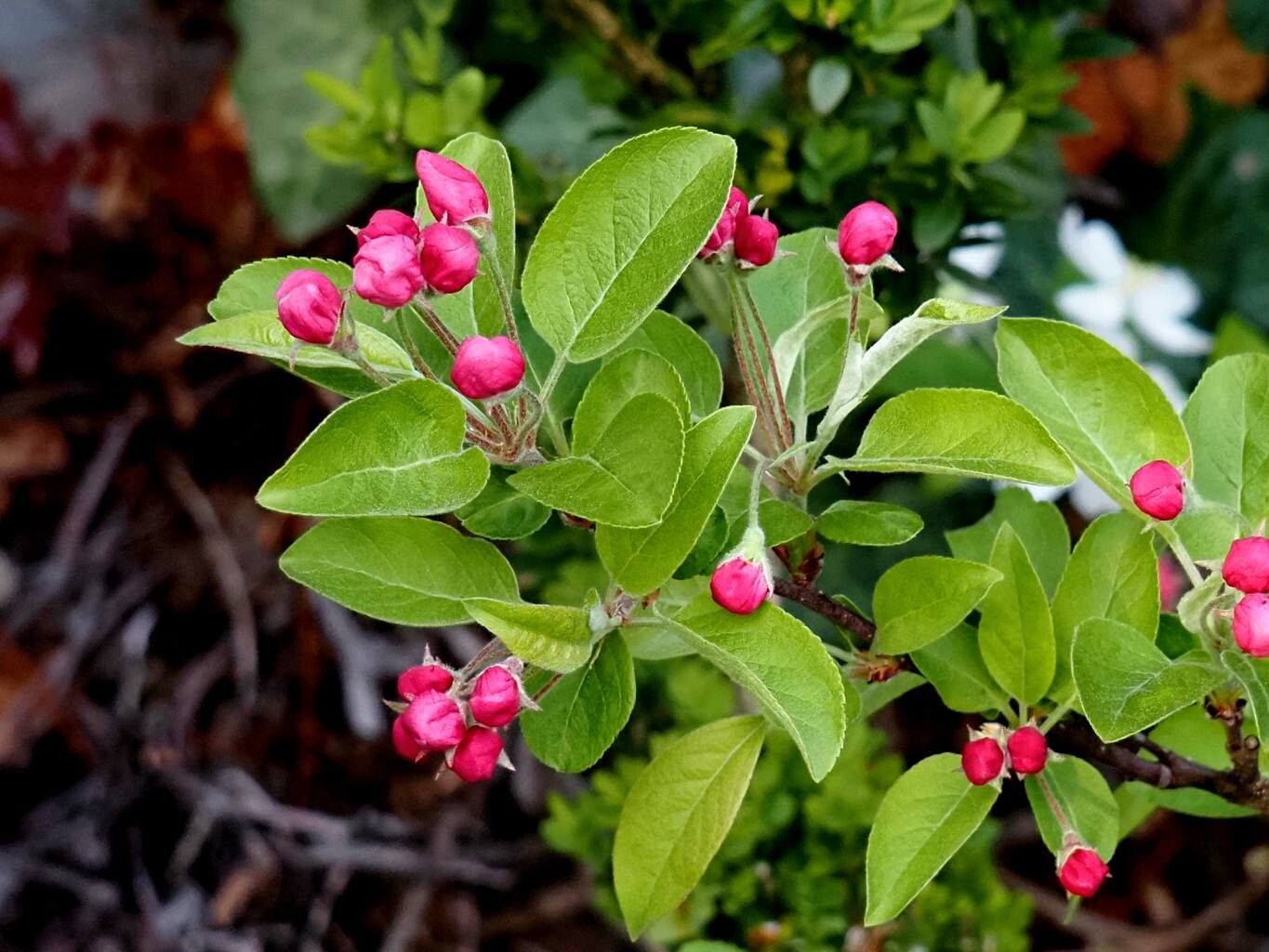 Malus sylvestris