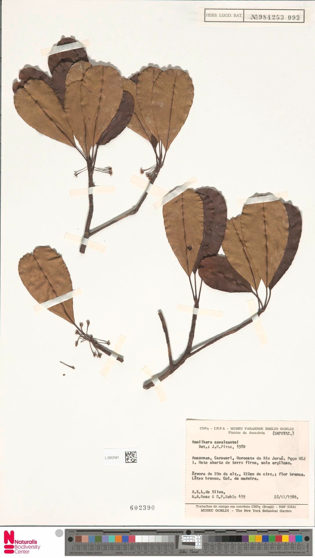 Manilkara cavalcantei