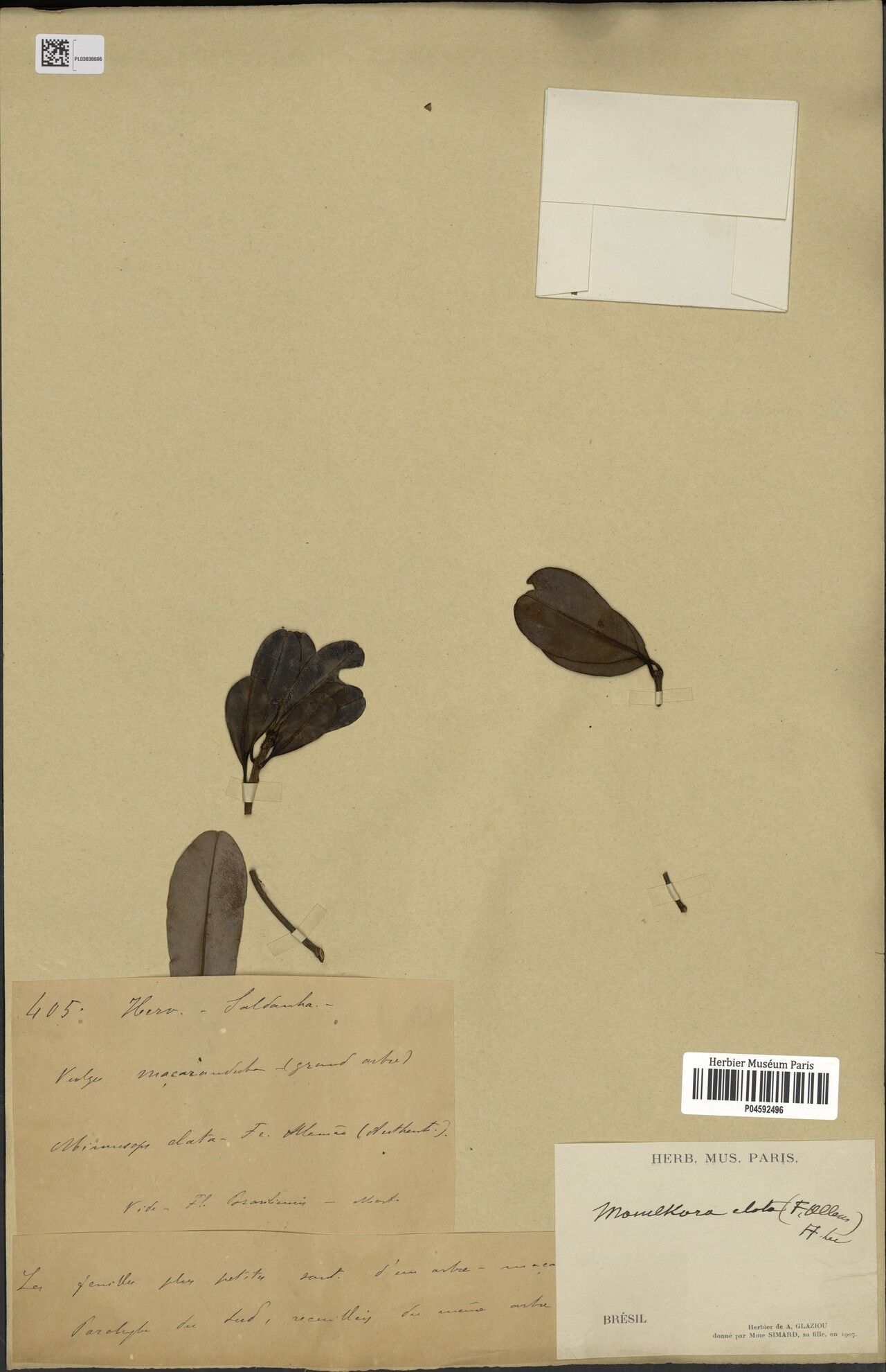 Manilkara elata