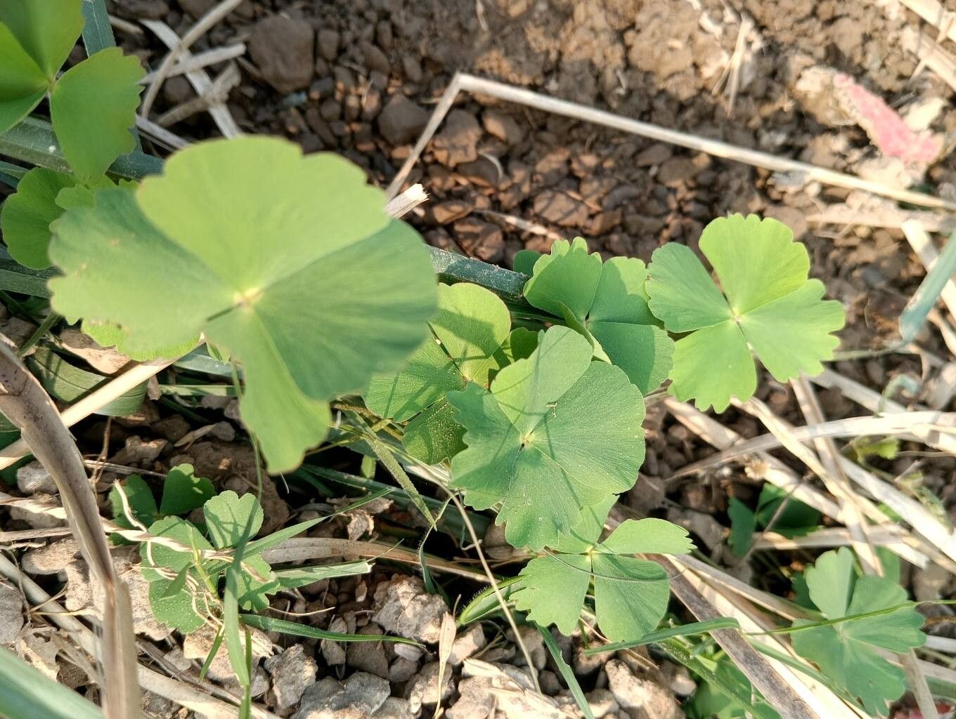 Marsilea minuta