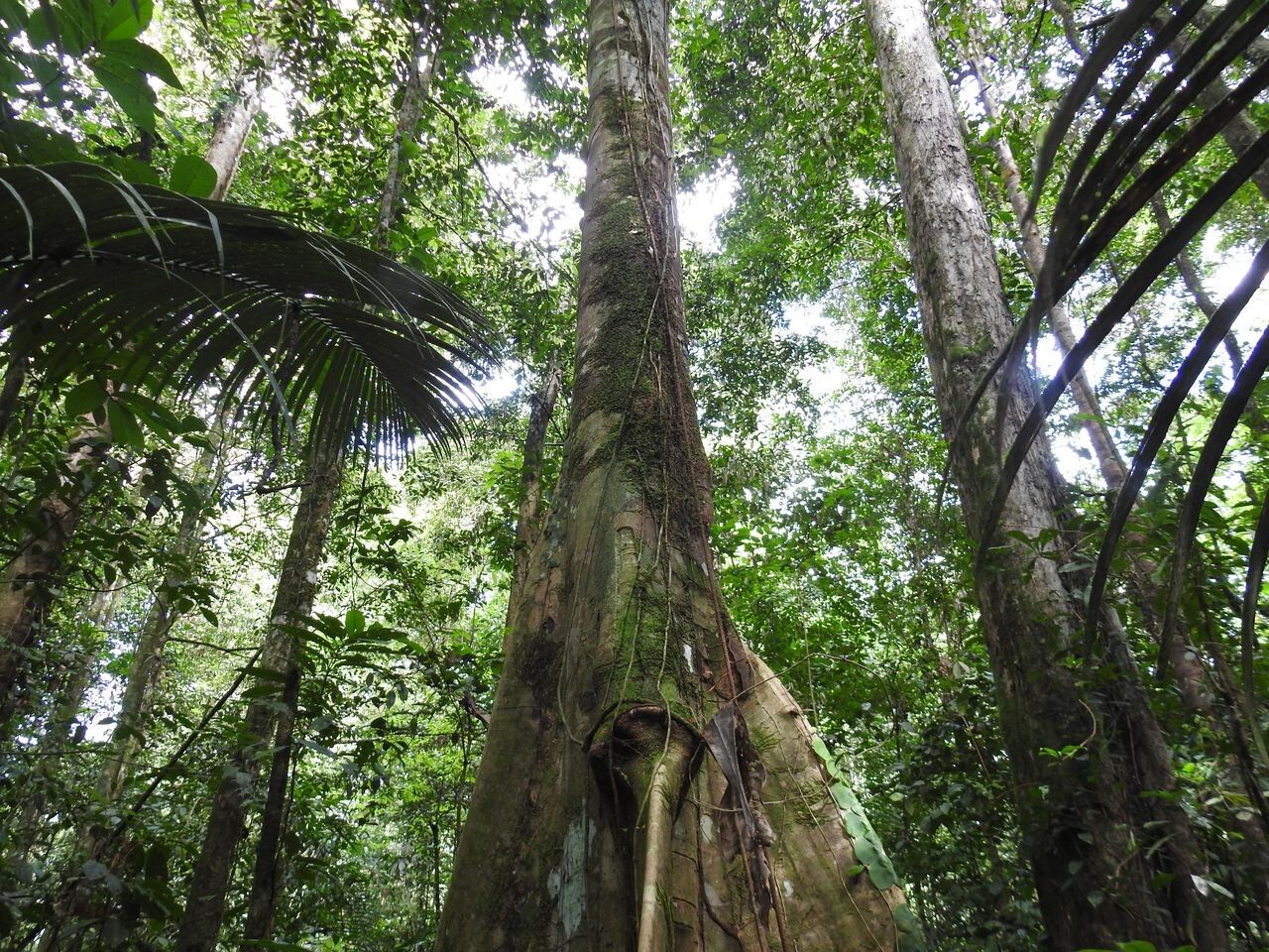 Martiodendron parviflorum