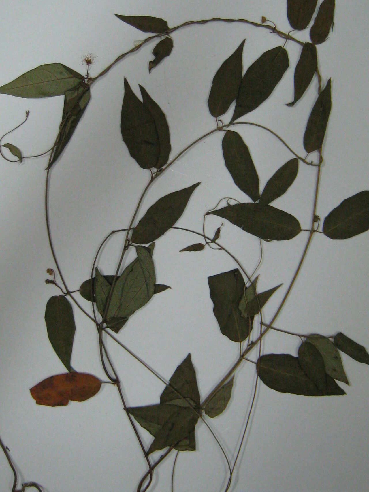 Matelea sastrei