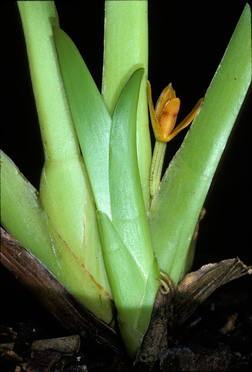 Maxillaria discolor