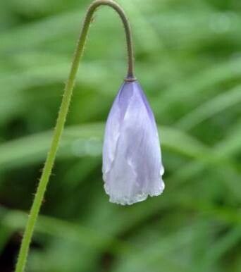 Meconopsis quintuplinervia