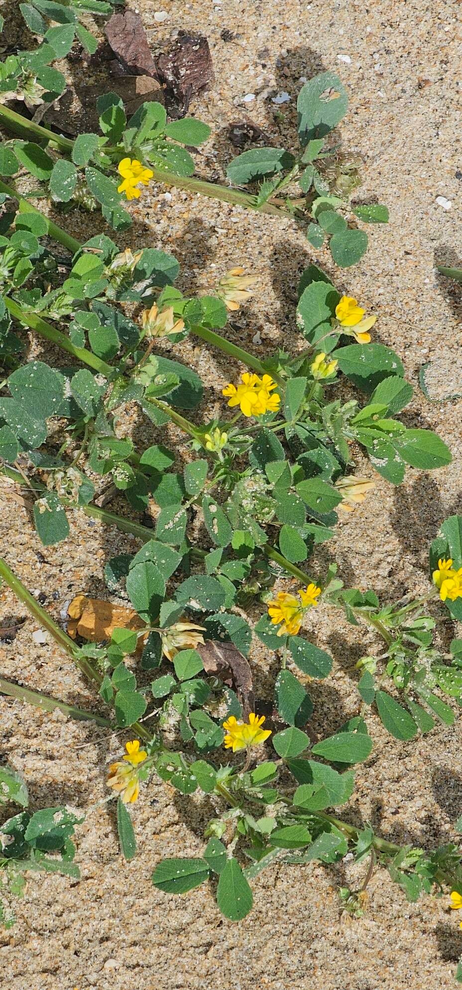 Medicago doliata