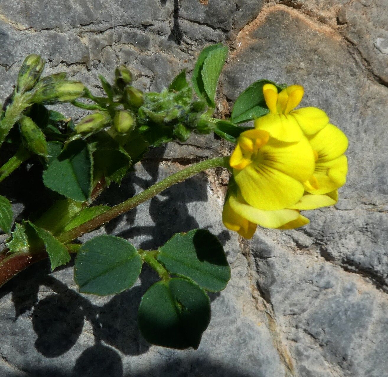 Medicago suffruticosa