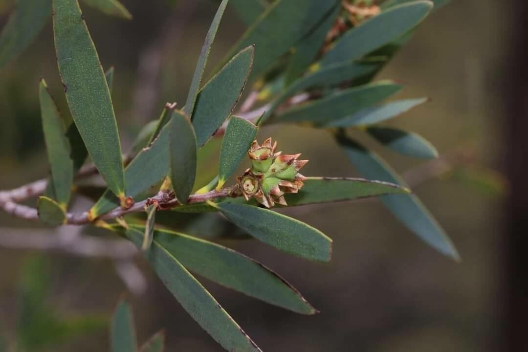 Melaleuca groveana