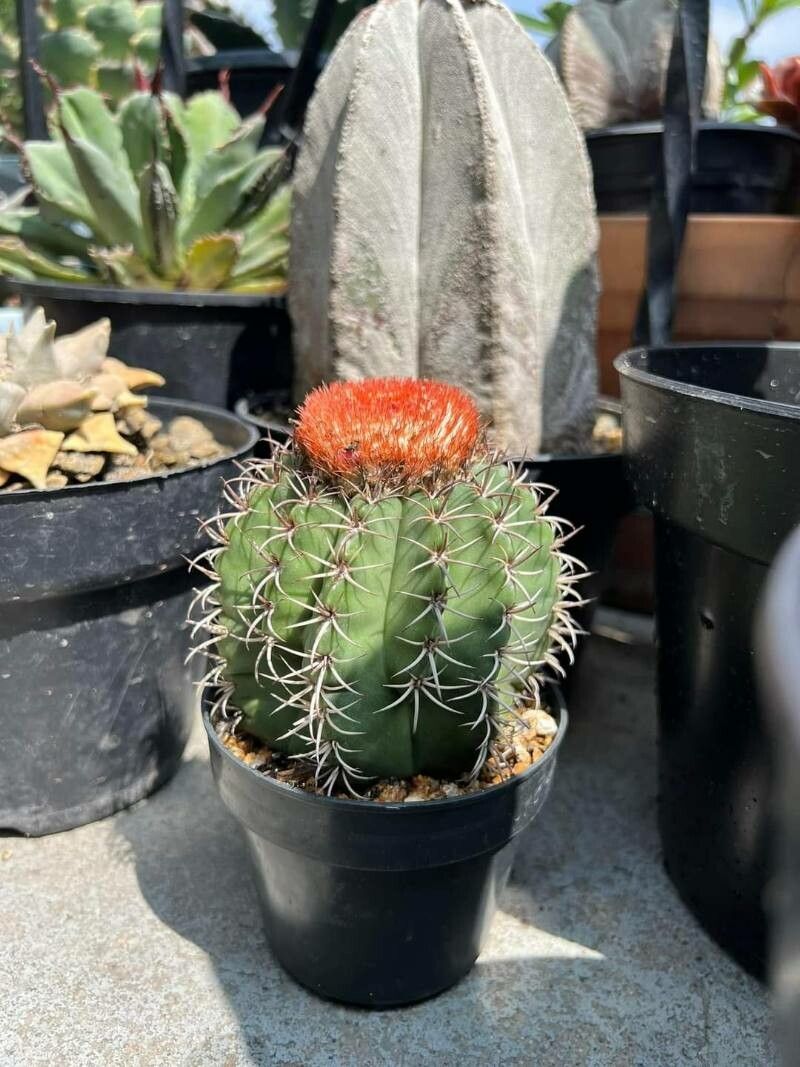 Melocactus matanzanus