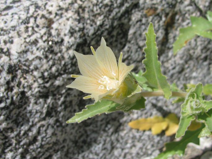 Mentzelia hirsutissima
