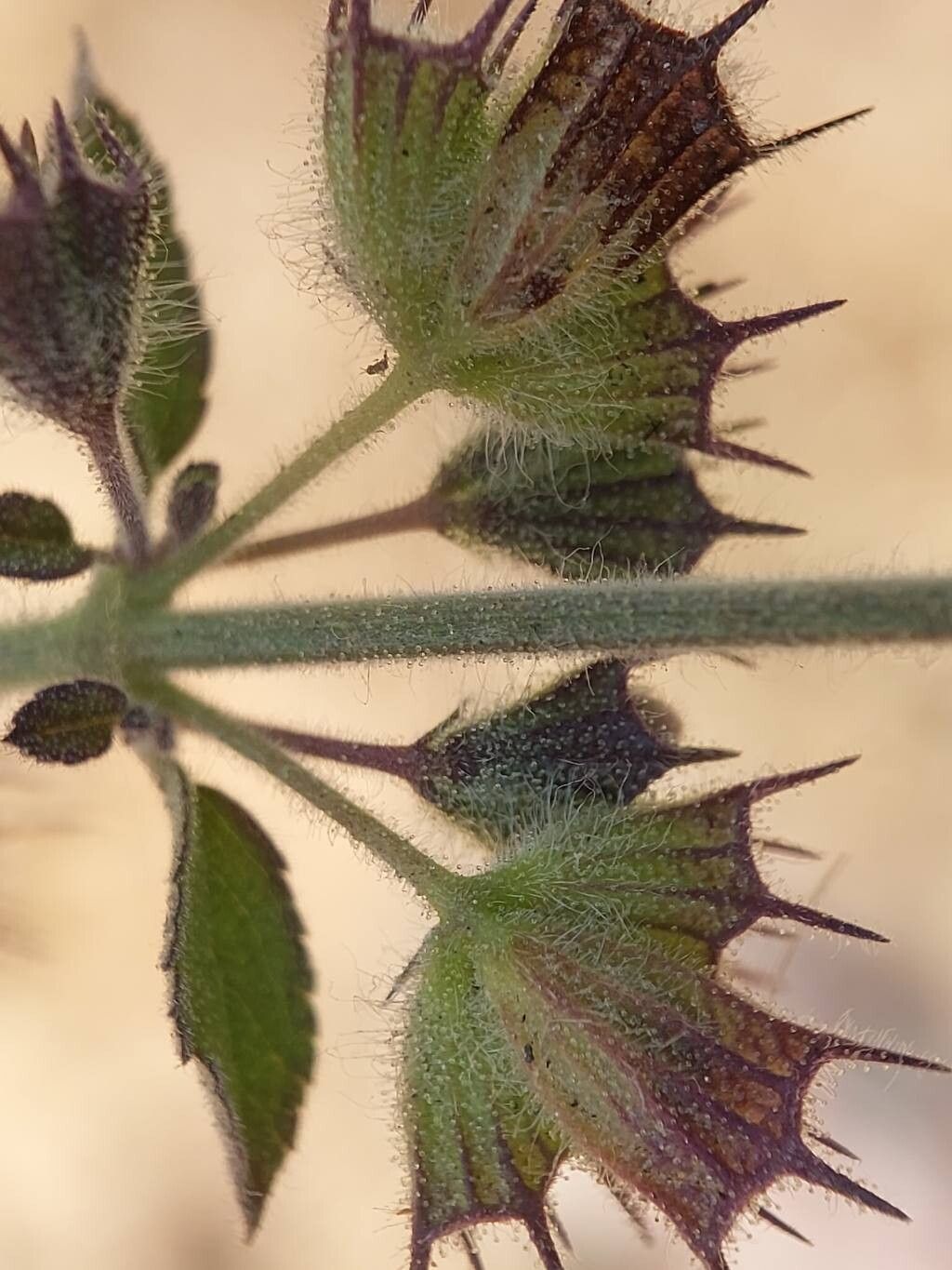 Mesosphaerum suaveolens