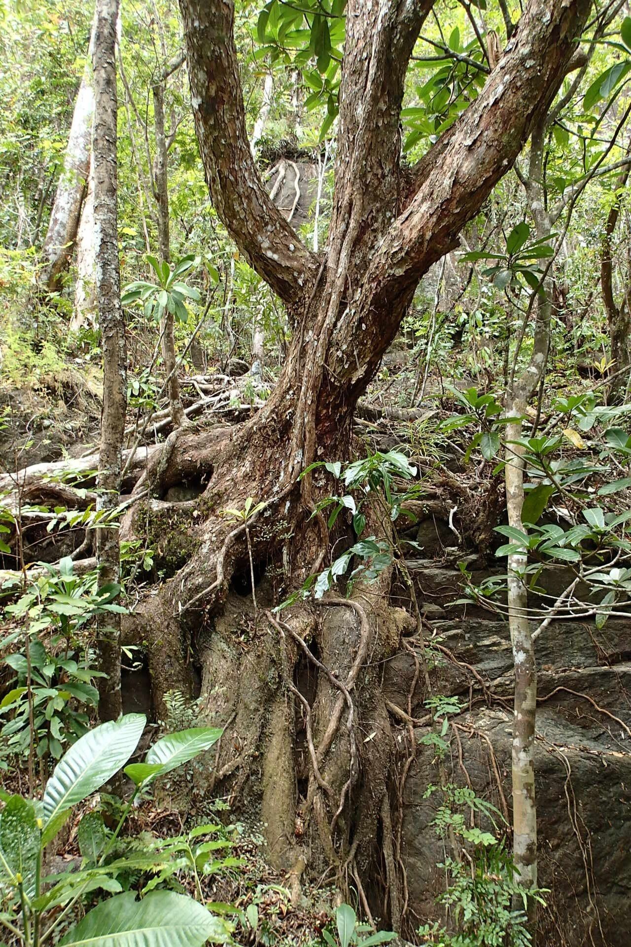 Metrosideros elegans