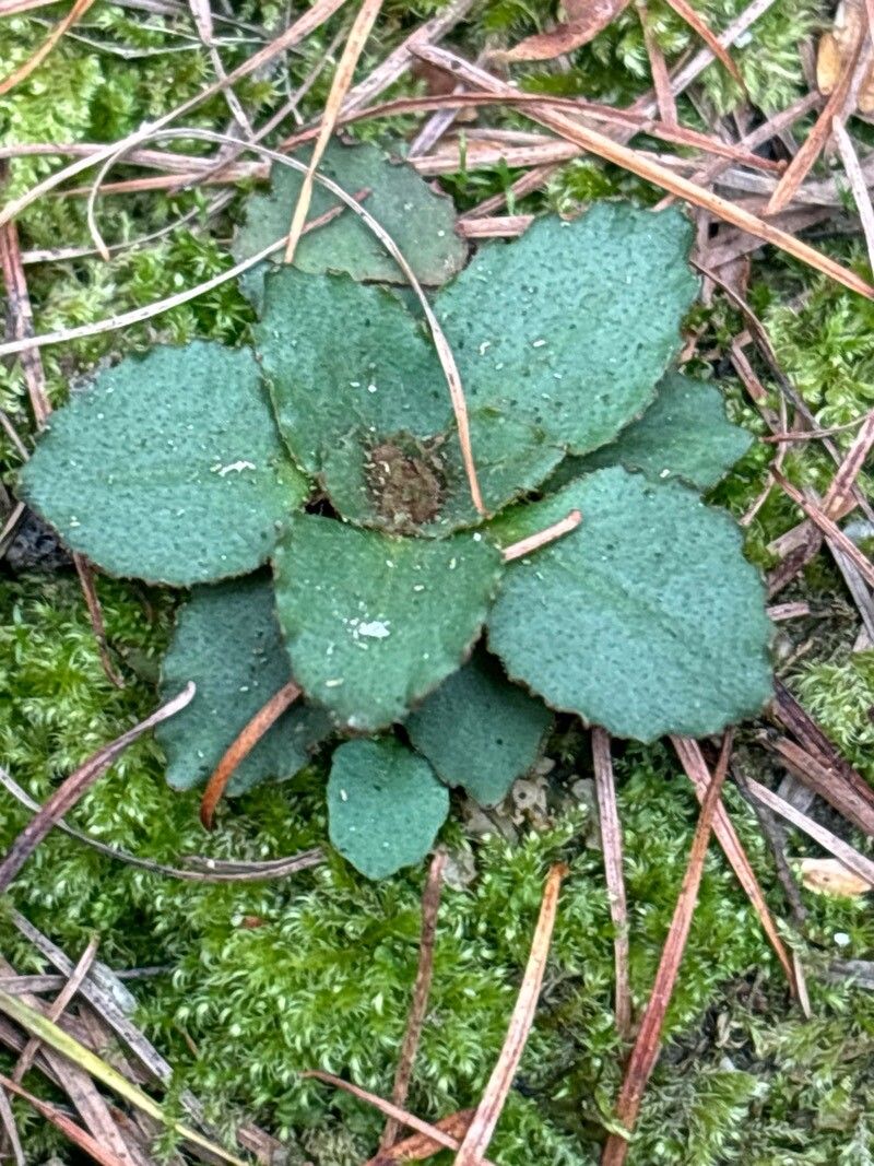 Micranthes virginiensis