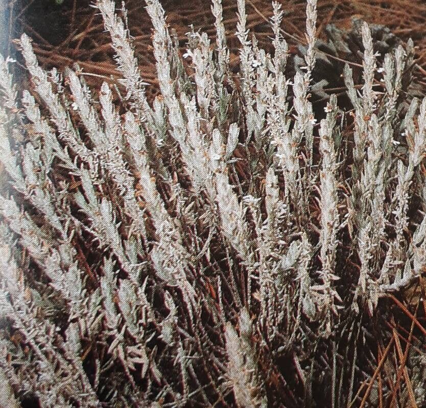 Micromeria benthamii